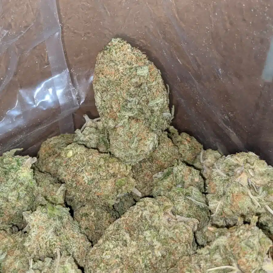 Scout master kush 2 I Scout Master Kush