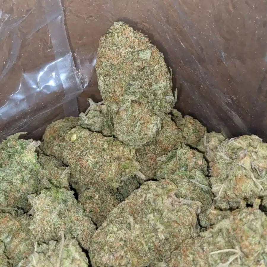 Scout master kush 3 I Scout Master Kush