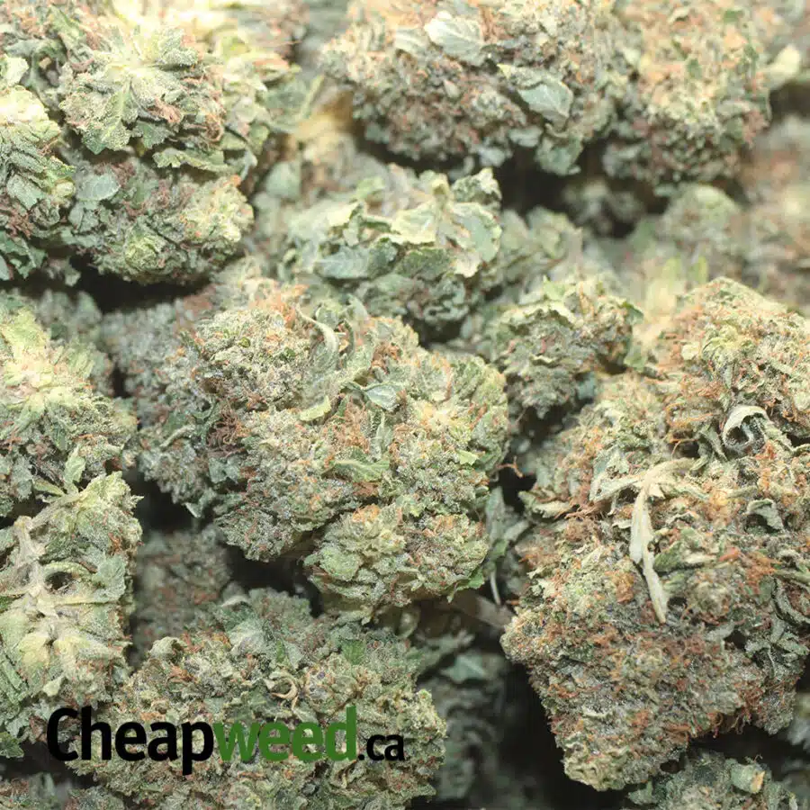 g glue 1 I Gorilla Glue #2