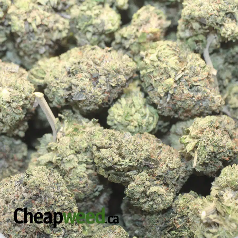 gf pink rs 1 I Greenfarm's Pink Rockstar