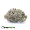 Greenfarm's Pink Rockstar