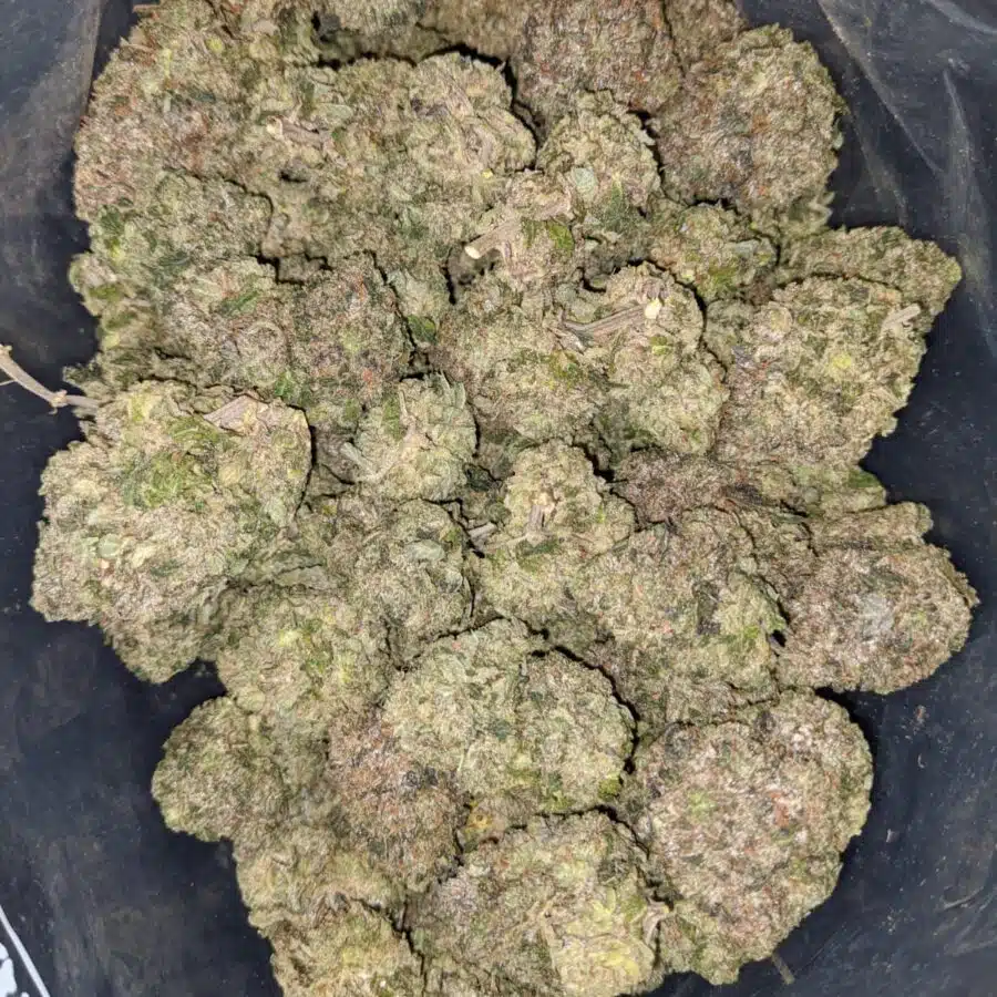 greenfarm pink rockstar 1 I Greenfarm's Pink Rockstar