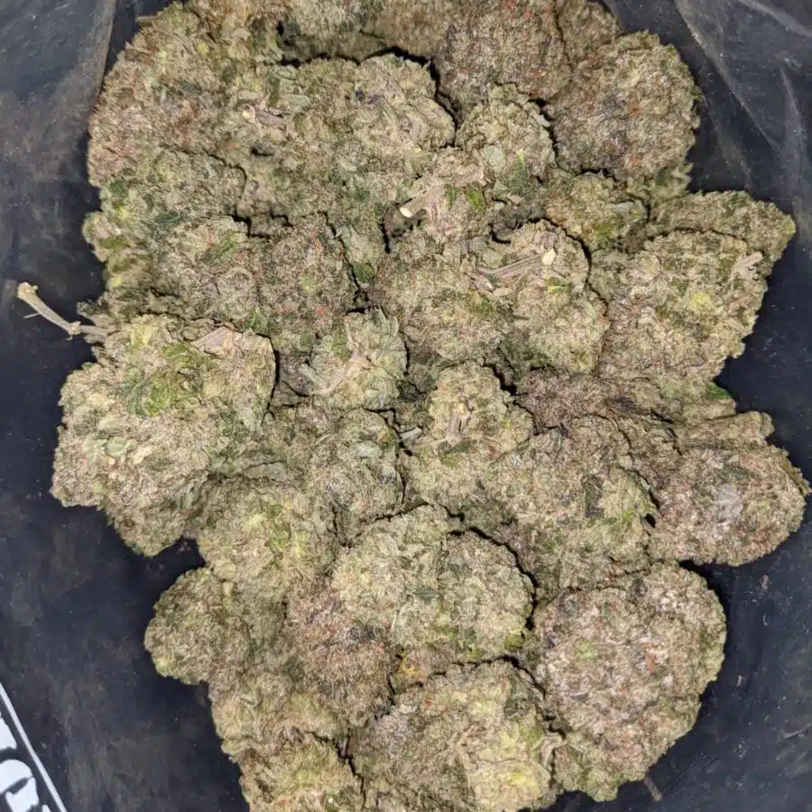greenfarm pink rockstar 2 I Greenfarm's Pink Rockstar