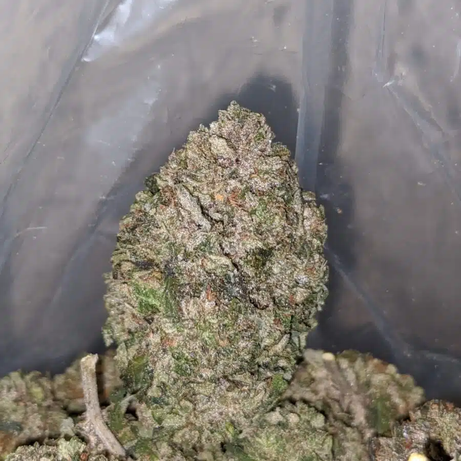 greenfarm pink rockstar 3 I Greenfarm's Pink Rockstar