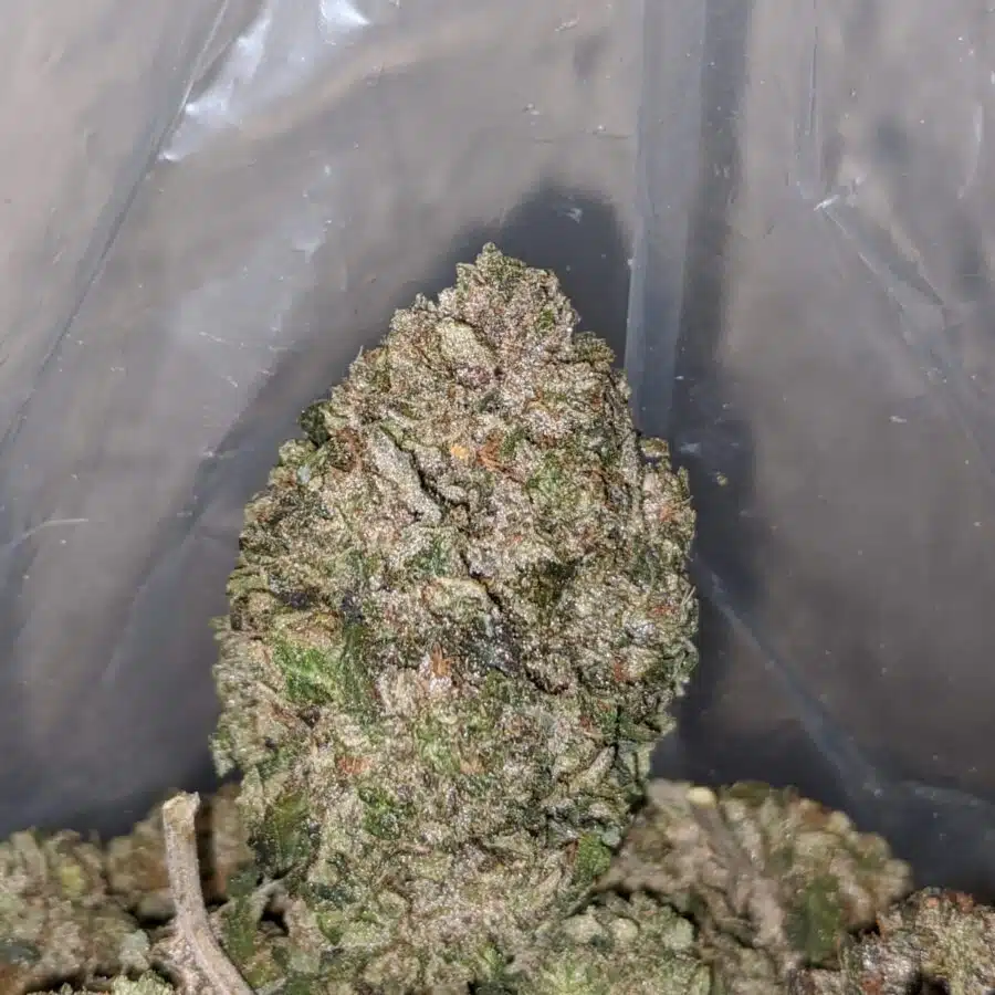 greenfarm pink rockstar 4 I Greenfarm's Pink Rockstar