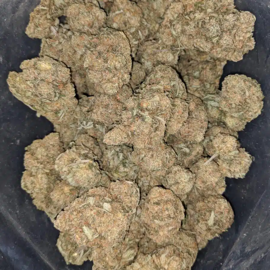 octane x jetfuel 3 I Octane X Jetfuel