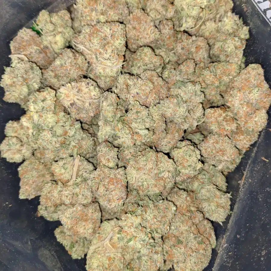 platinum banana 1 I Platinum Banana