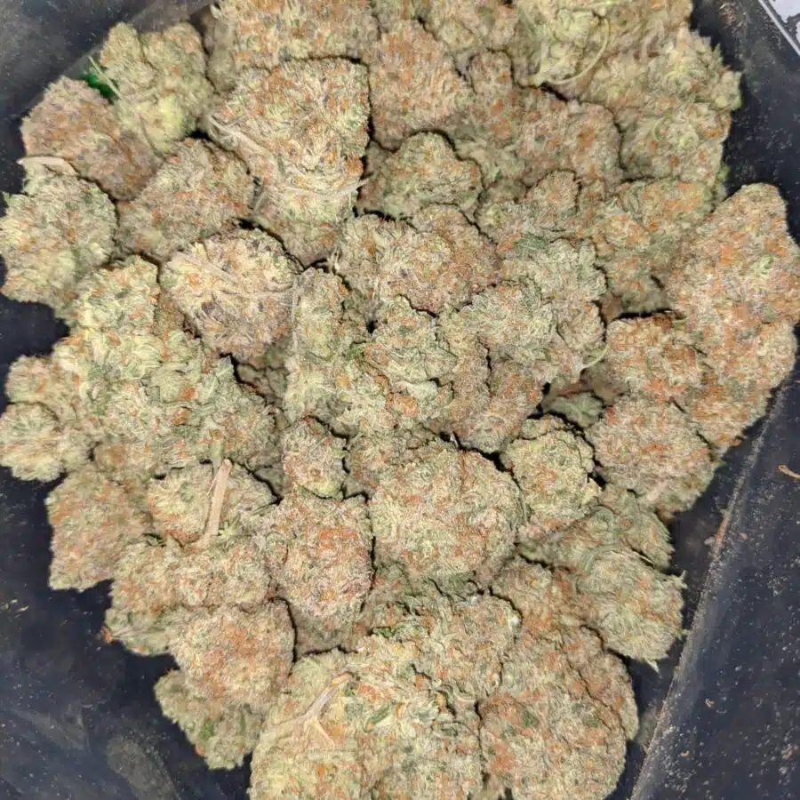 platinum banana 2 I Platinum Banana