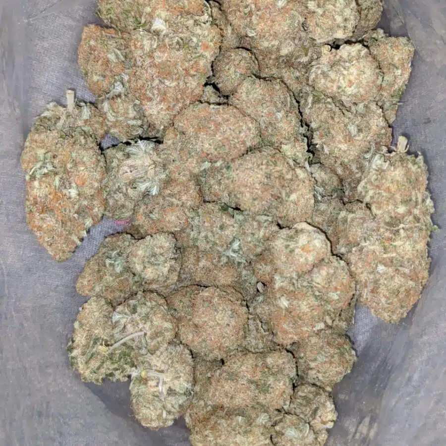 sugar cane 1 I $68 Oz - Sugar Cane