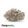 Cactus Breath