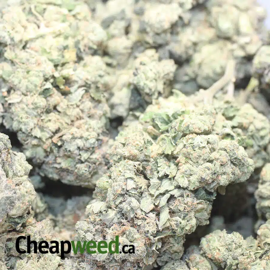 CALI COOKIES 1 I Cali Cookies