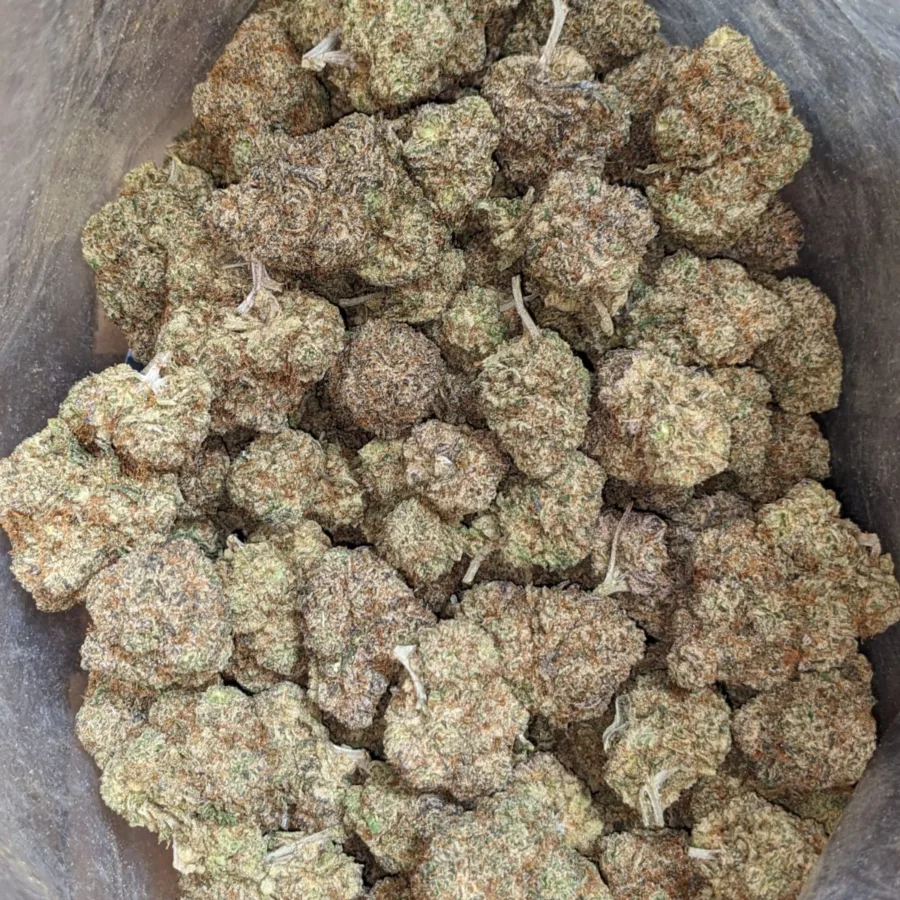 Night Nurse