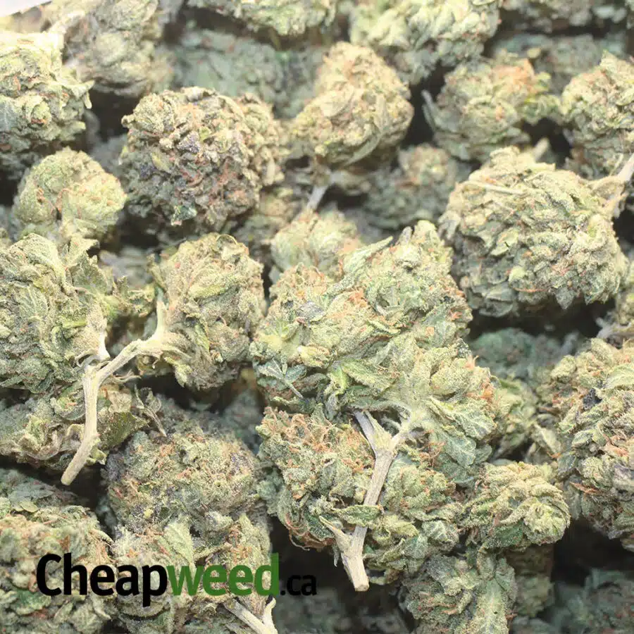 P AFGHANI K 1 I Afghani Kush