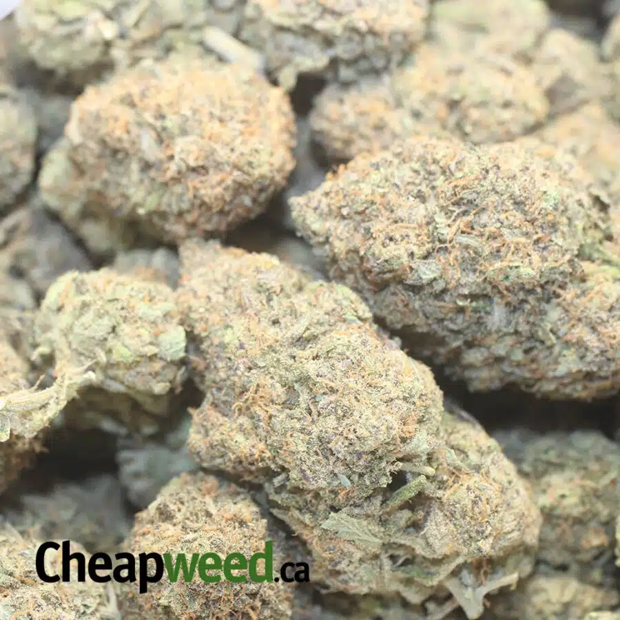 P MENDO B 3 I Purple Mendo Breath