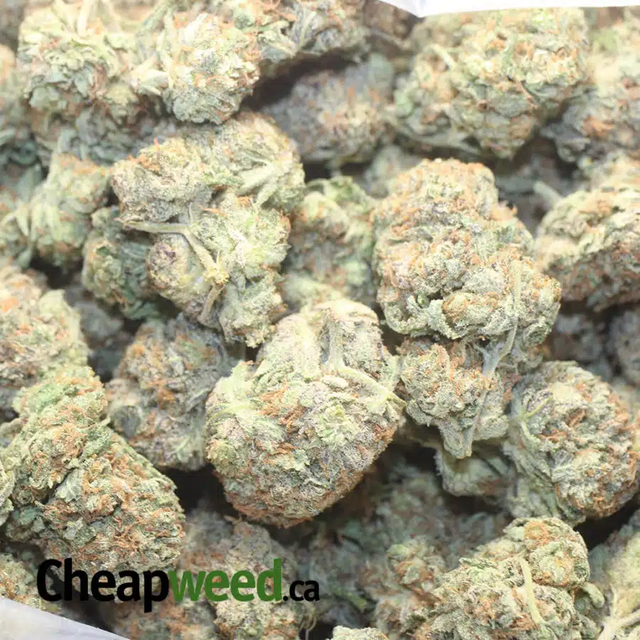 PLAT BLKBERRY 1 I $ 72 Oz - Blackberry