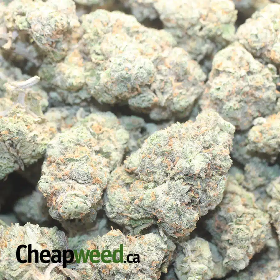 SSH 1 I Super Silver Haze