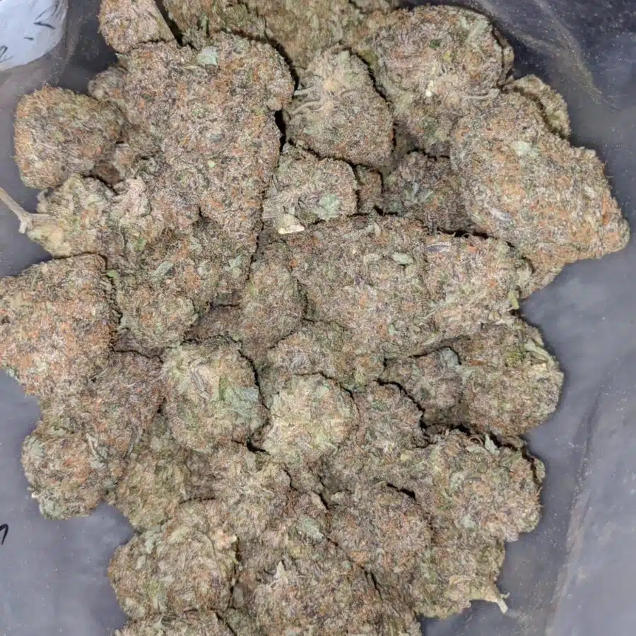 WhatsApp Image 2023 12 12 at 9.48.24 AM I Purple Mendo Breath