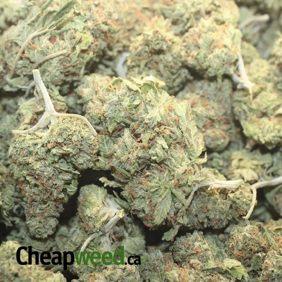 Z KITTLE RUNTZ DOD 1 I Zkittlez Runtz - *Deal Of The Day*