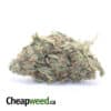Zkittlez Runtz - *Deal Of The Day*