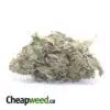 Zkittlez Runtz - *Deal Of The Day*