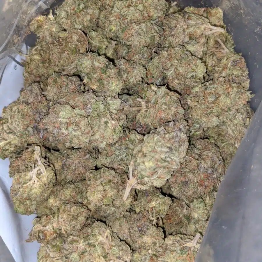 afghani kush 1 I Afghani Kush