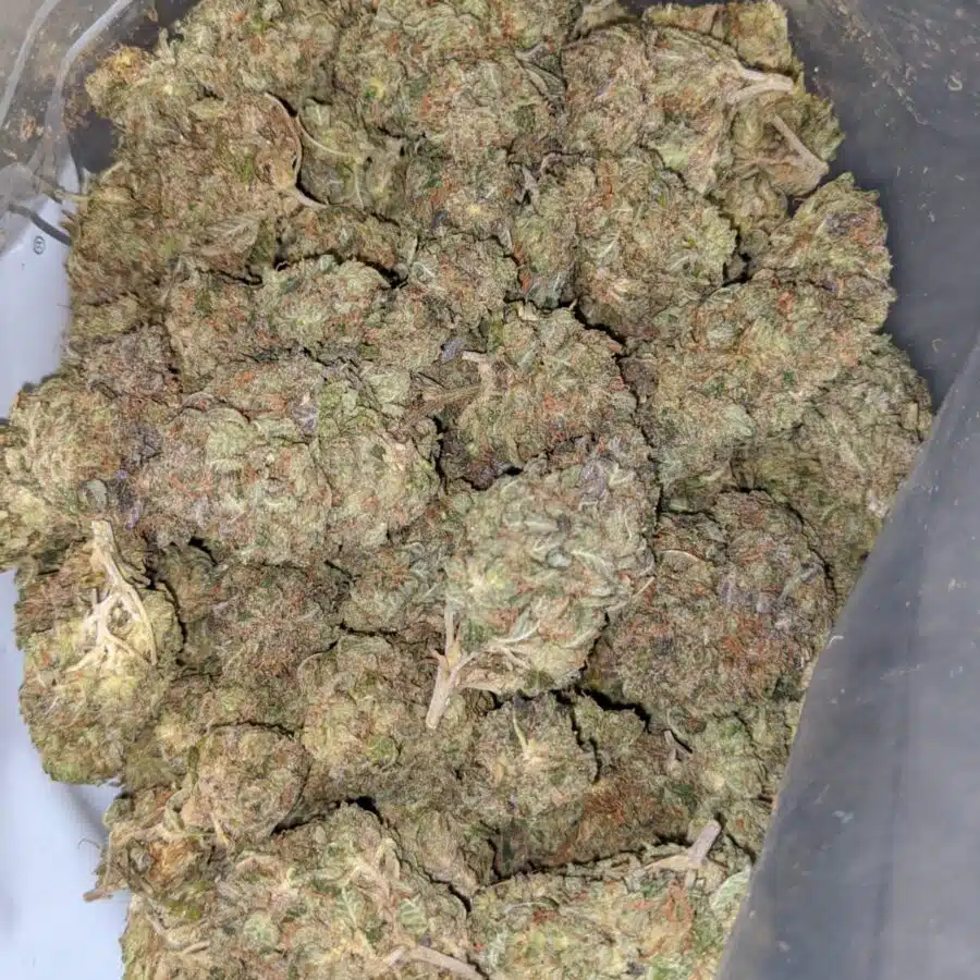 afghani kush 2 I Afghani Kush