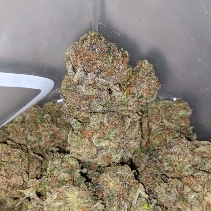 afghani kush 4 I Afghani Kush