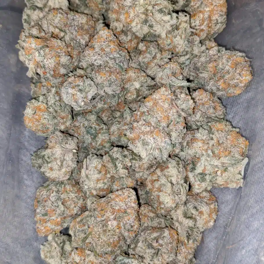 king tut 1 I King Tut