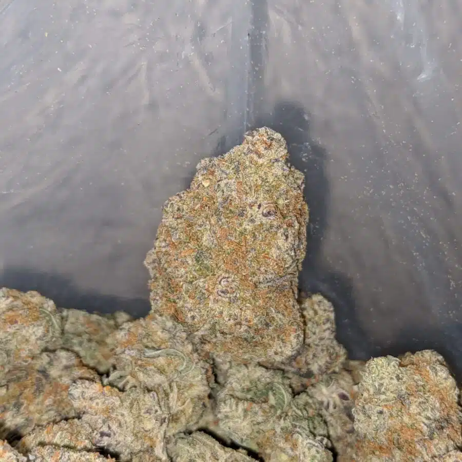platinum kush breath 3 I Platinum Kush Breath