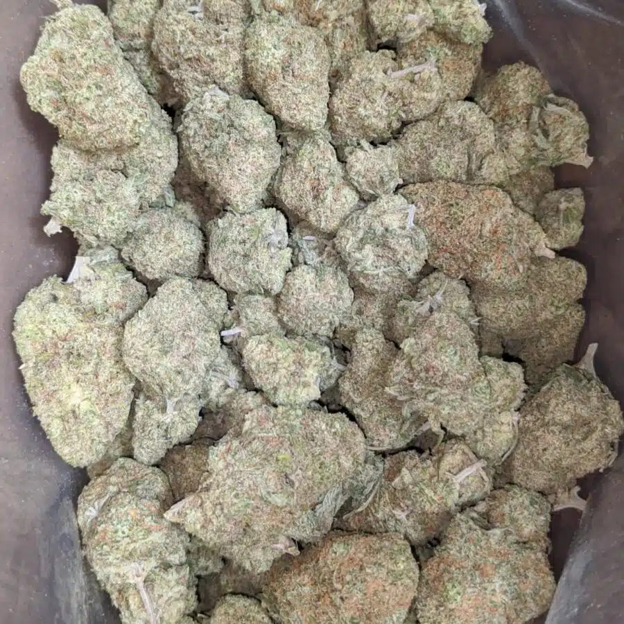 silver skunk 1 1 I Silver Skunk