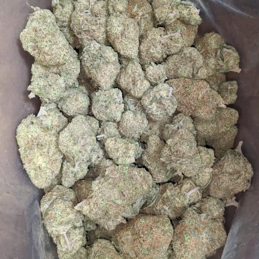 silver skunk 2 1 I Silver Skunk