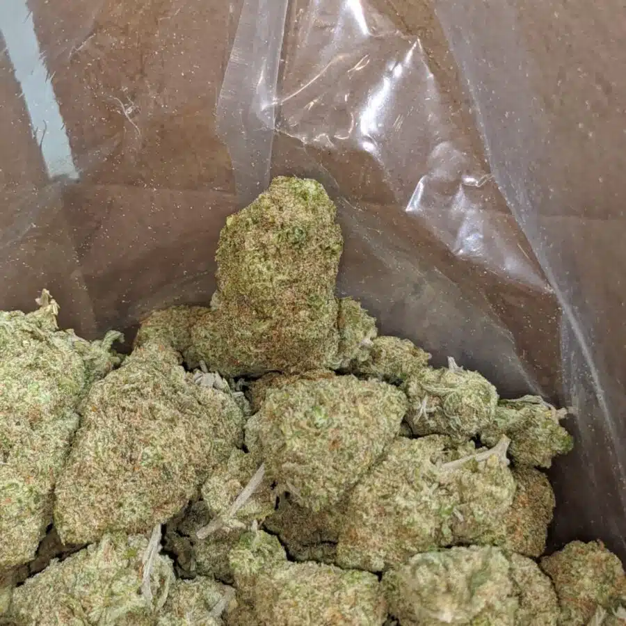 silver skunk 3 1 I Silver Skunk