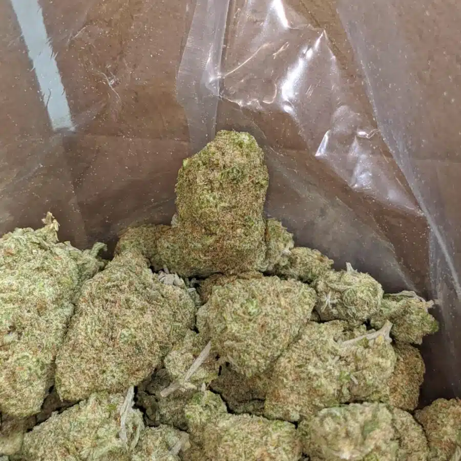 silver skunk 4 1 I Silver Skunk
