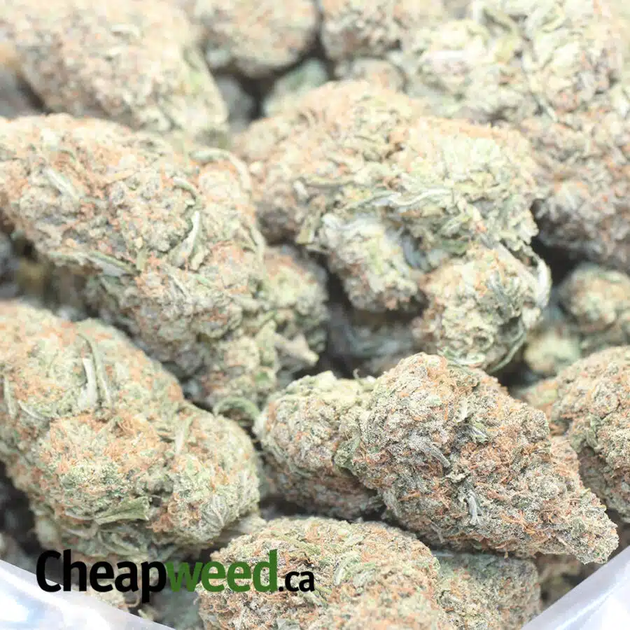 BBG GELATO 1 I Bubblegum Gelato