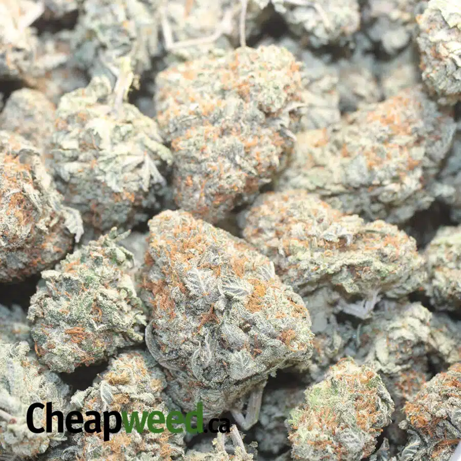 C BNREATH 1 I Cookie Breath