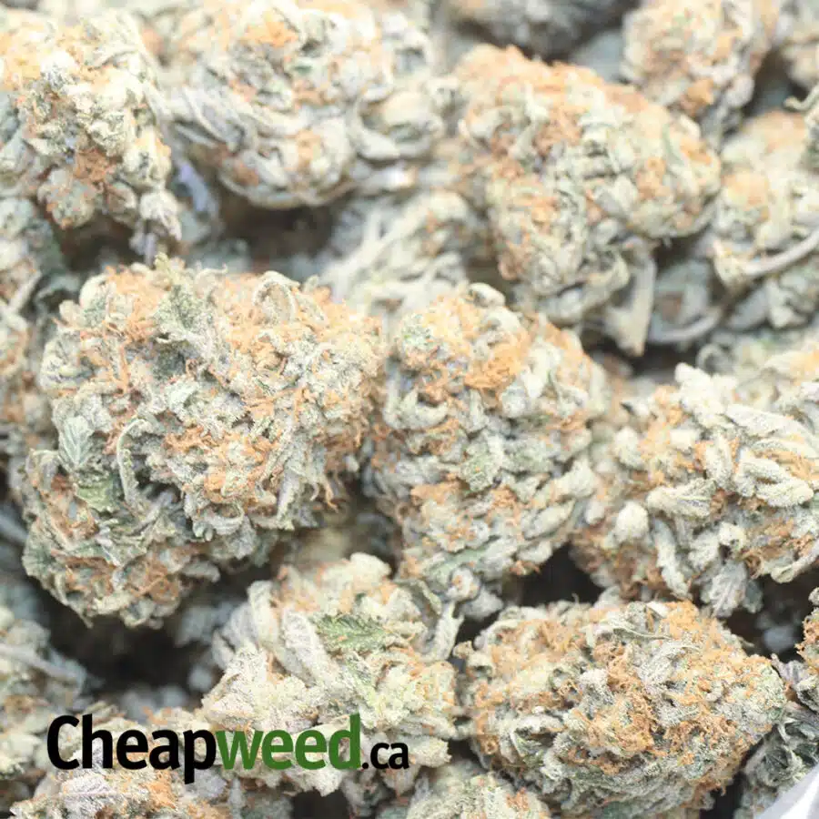 C MONSTER 1 I Cookie Monster #2