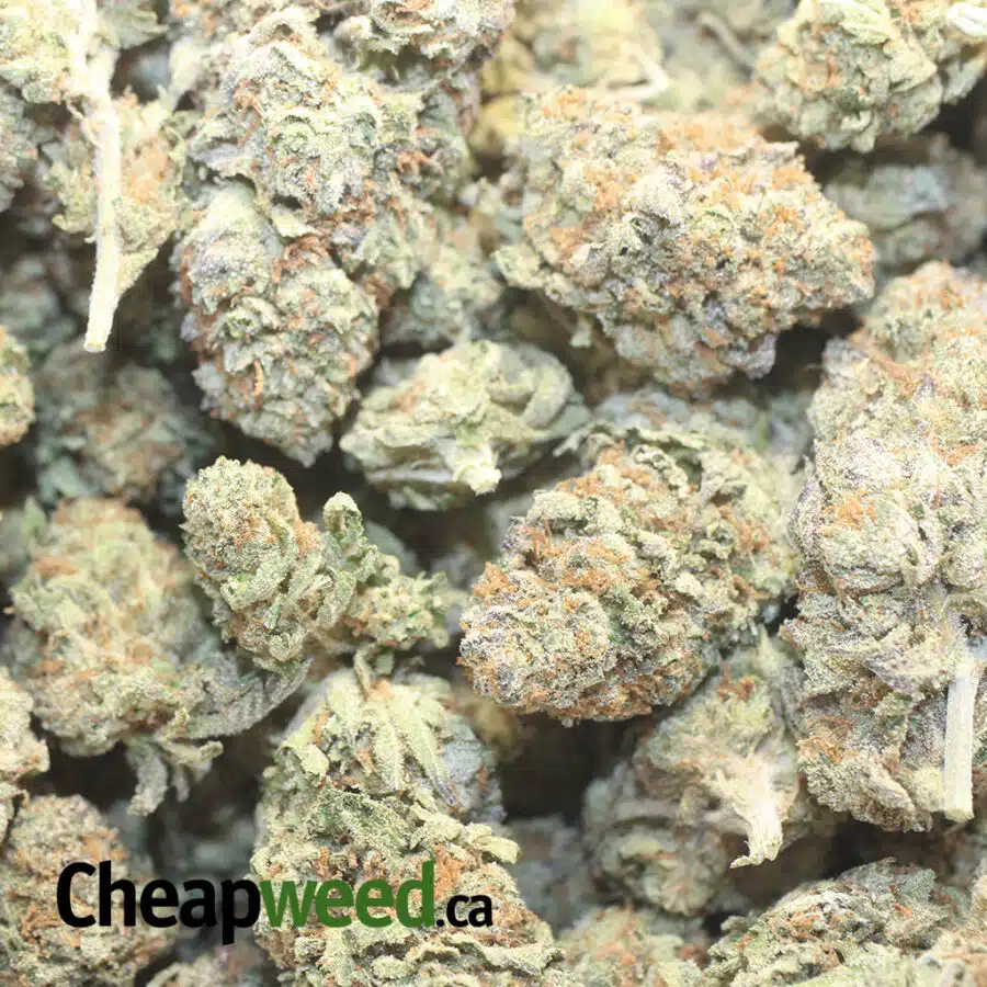 CAKE BREATH 1 I Cake Breath