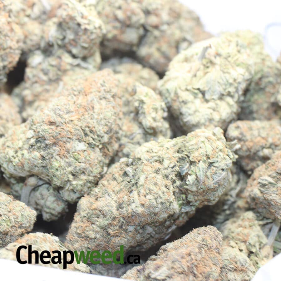 Chocolate Skunk - Image 3
