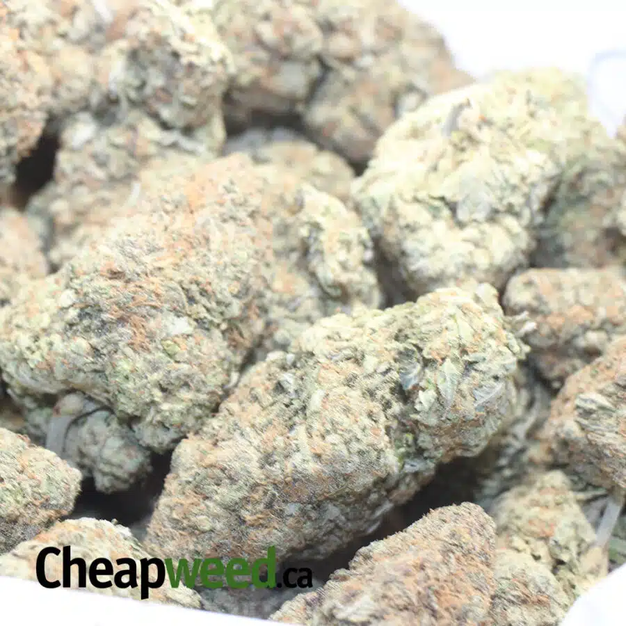 CHOC SKUNK 1 I Chocolate Skunk
