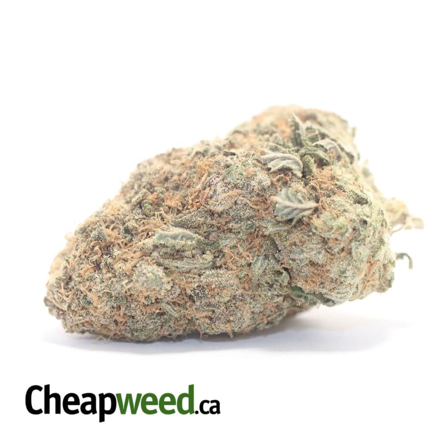 Chocolate Skunk