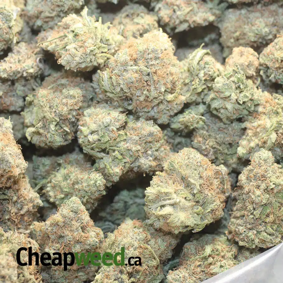 CHOCOLATE DIESEL 1 I Chocolate Diesel