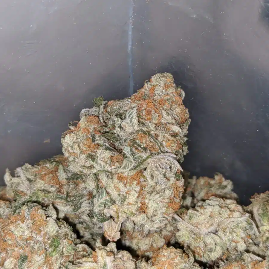 COOKIE MONSTER 3 I Cookie Monster #2