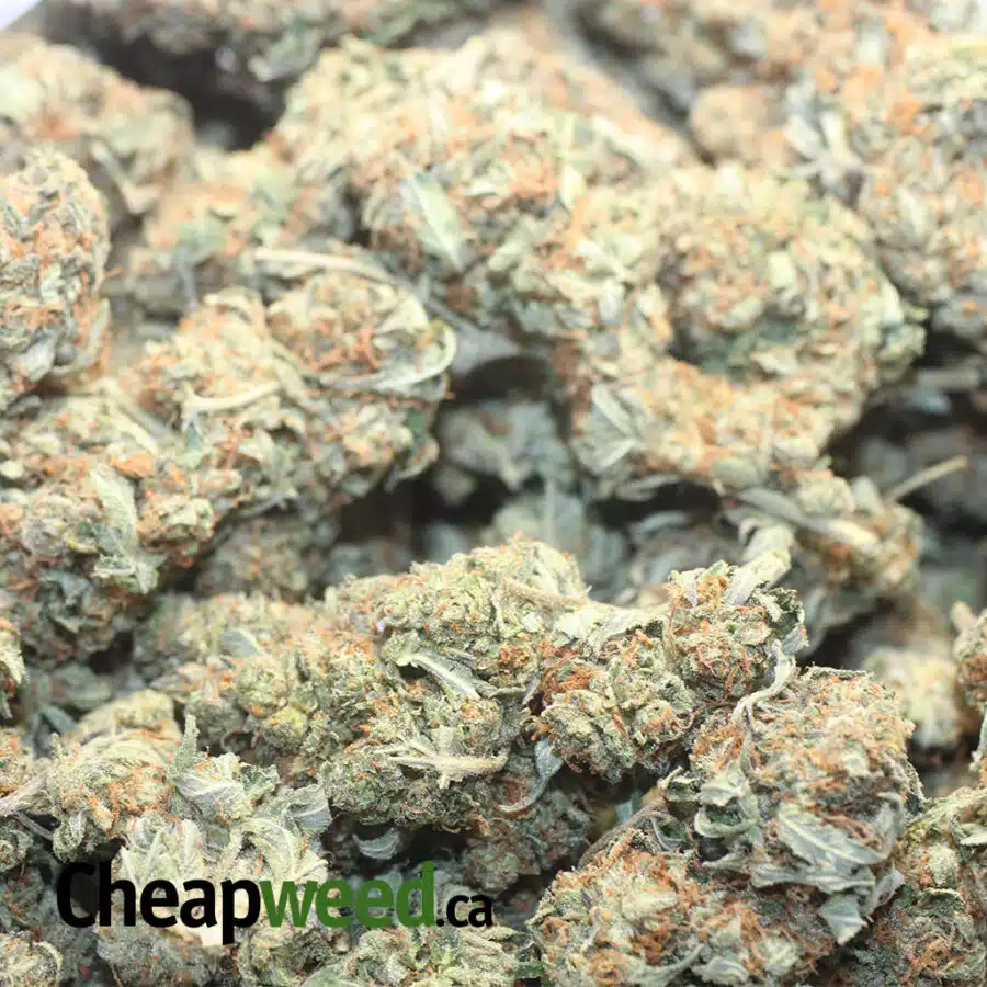 EMMA BK 1 I Emma's Bubba Kush