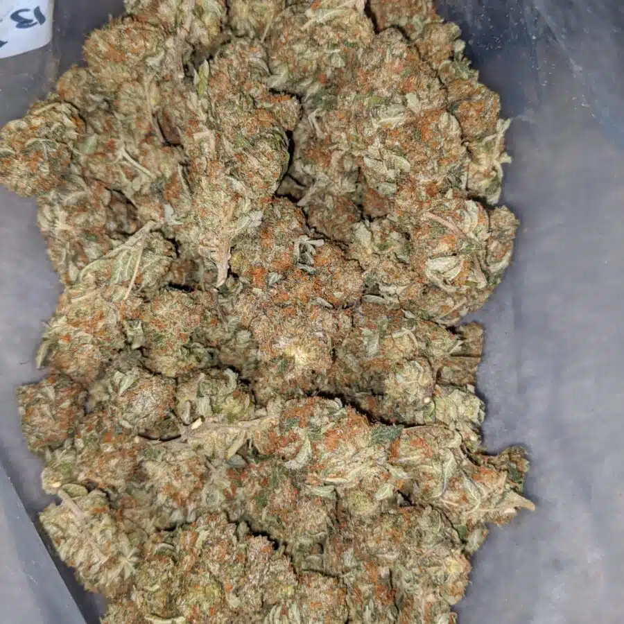 EMMAS BUBBA KUSH 1 I Emma's Bubba Kush