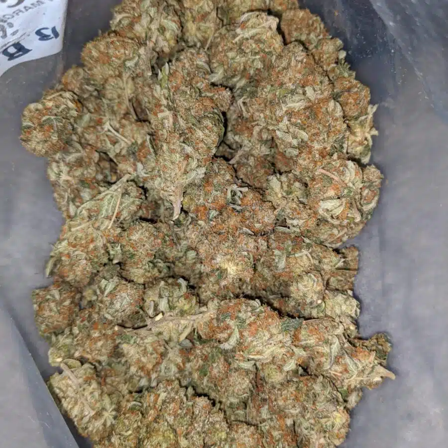 EMMAS BUBBA KUSH 2 I Emma's Bubba Kush