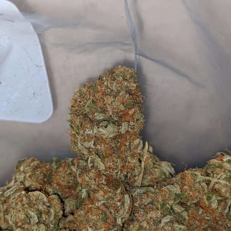 EMMAS BUBBA KUSH 3 I Emma's Bubba Kush