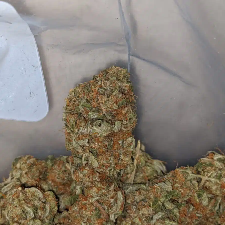 EMMAS BUBBA KUSH 4 I Emma's Bubba Kush