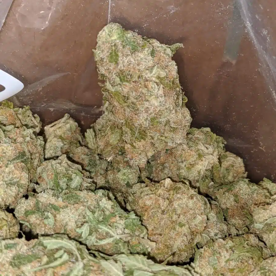 GEORGIA PIE 3 I $ 53 Oz - Georgia Pie