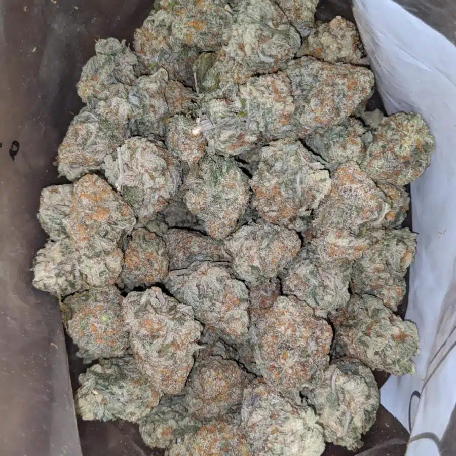 GORILLA COOKIES 1 I Gorilla Cookies