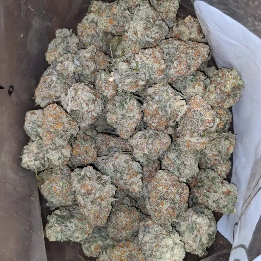 GORILLA COOKIES 2 I Gorilla Cookies